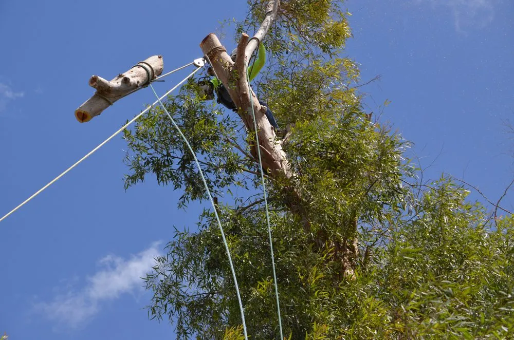 Reliable landscape design for year-round maintenance across Tucson, AZ - R.O. Landscape & Tree Service