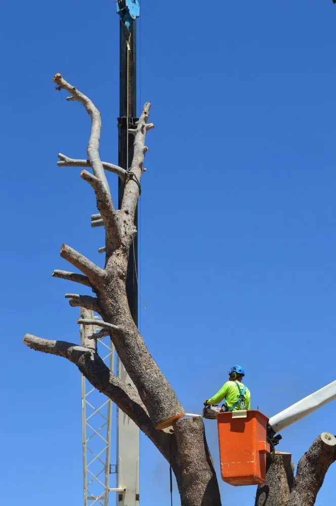 Trusted garden landscaping experts serving Tucson, AZ - R.O. Landscape & Tree Service