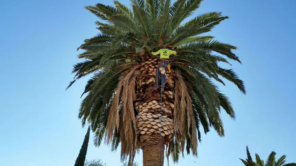 Custom garden landscaping in Tucson, AZ by R.O. Landscape & Tree Service