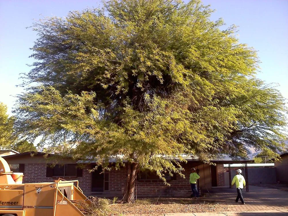 Custom lawn mowing service near you across Tucson, AZ - R.O. Landscape & Tree Service