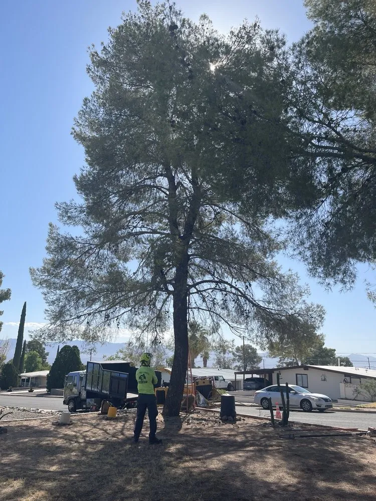 Reliable garden landscaping experts serving Tucson, AZ - R.O. Landscape & Tree Service