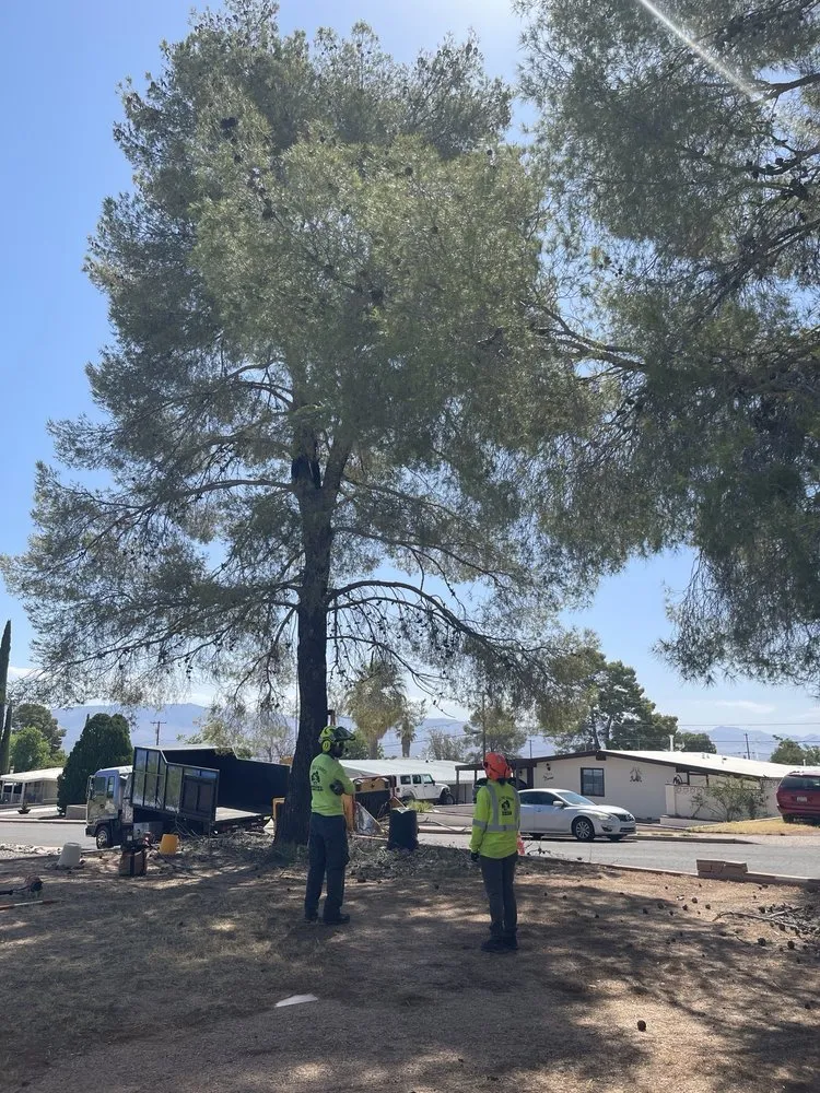 Custom yard cleanup service for homes across Tucson, AZ - R.O. Landscape & Tree Service