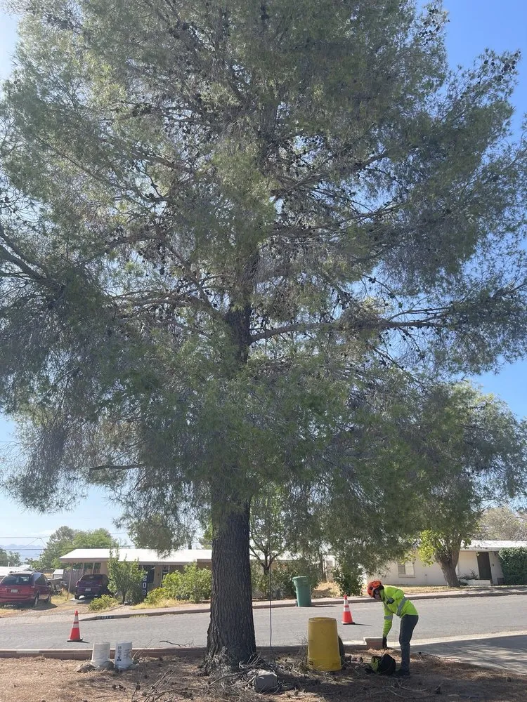 Reliable landscaping services in Tucson, AZ by R.O. Landscape & Tree Service