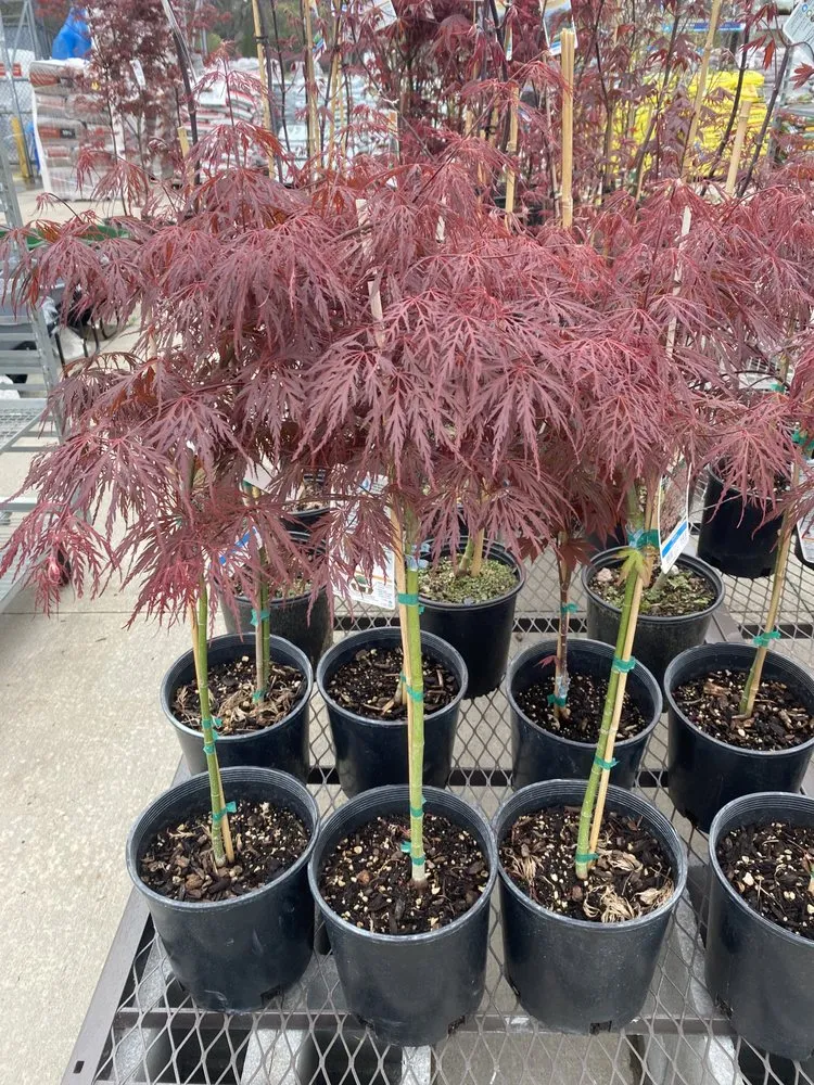 Professional garden landscaping for beautiful yards in Brighton, AL by Ro Landscaping