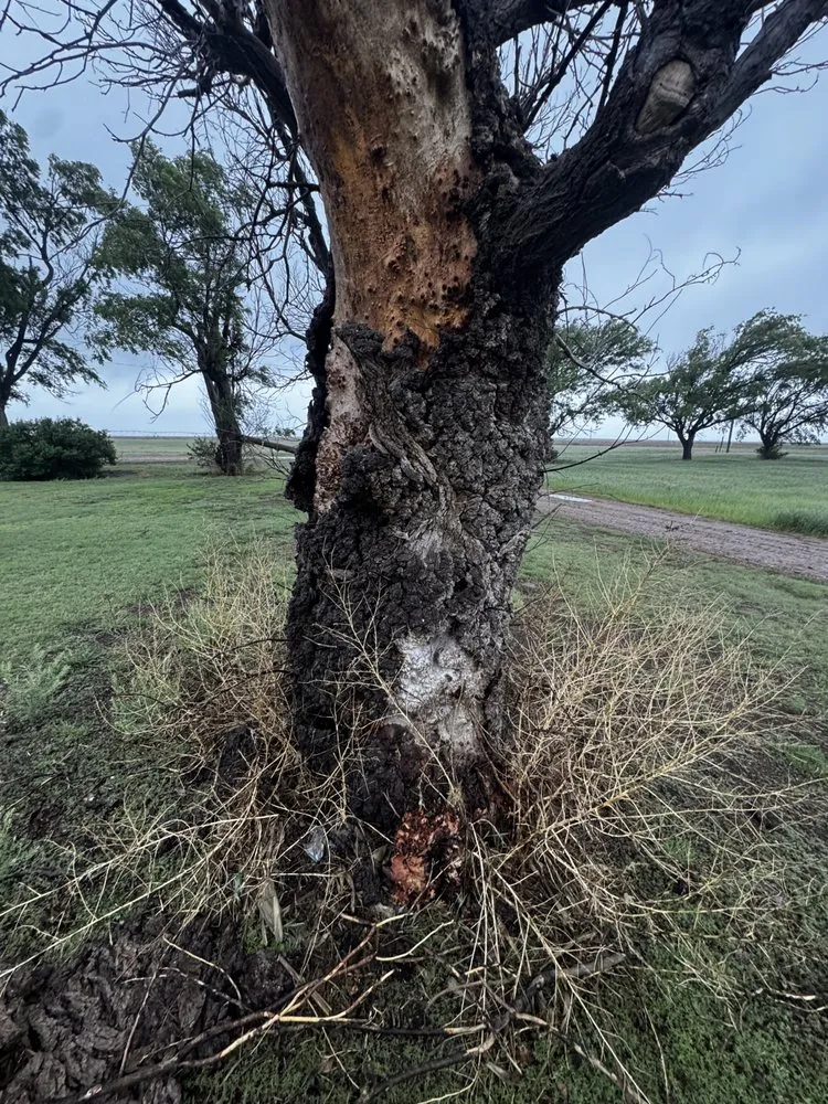 Affordable outdoor landscaping for homes in Liberal, KS by RO Services