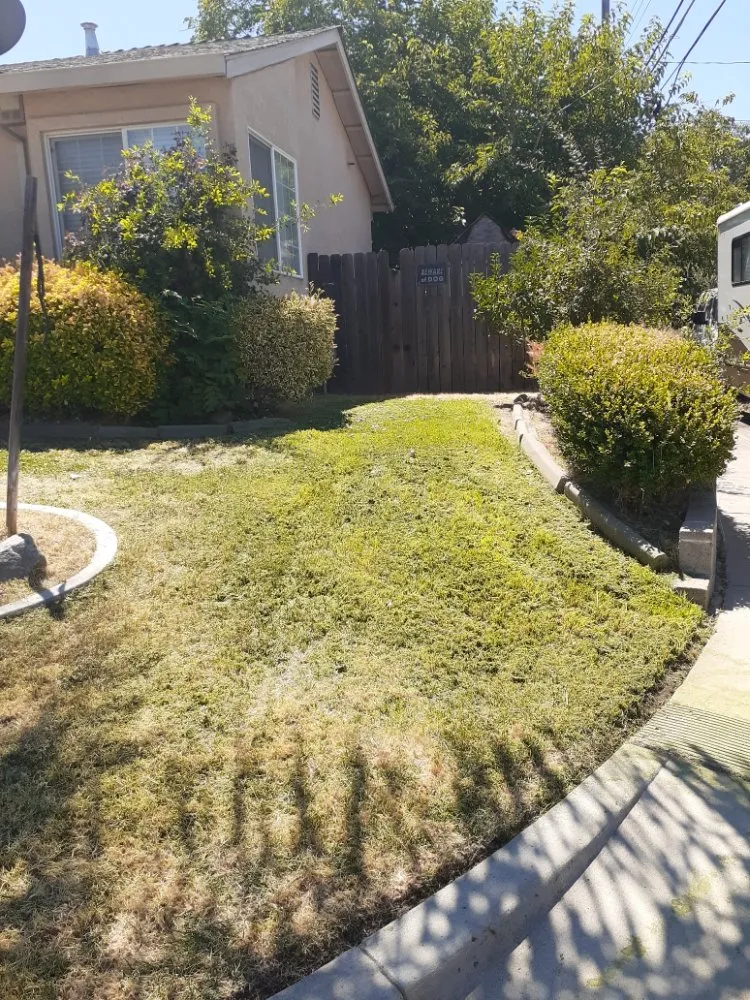 Expert lawn care service for year-round maintenance across Sacramento, CA - Road Runnerz Lawn And Hauling Services