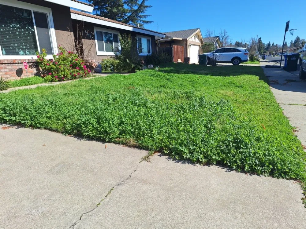 Reliable yard cleanup service experts serving Sacramento, CA - Road Runnerz Lawn And Hauling Services