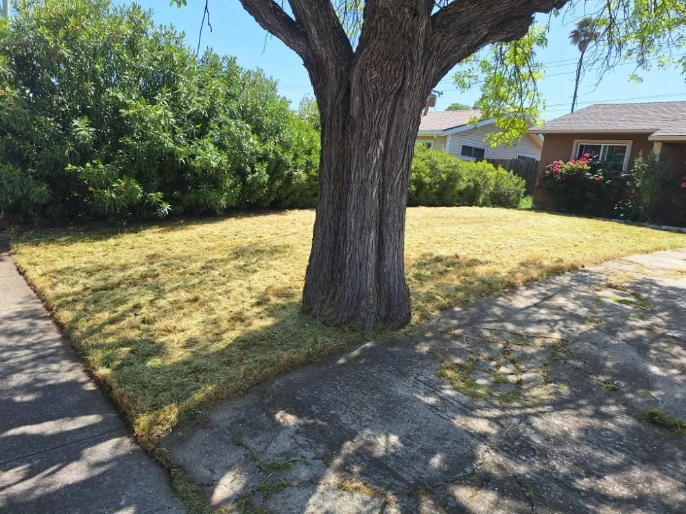 Expert yard maintenance for residential properties in Sacramento, CA by Road Runnerz Lawn And Hauling Services