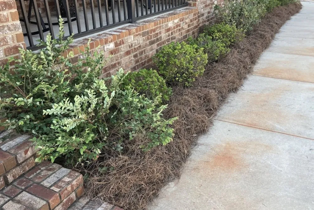Local outdoor landscaping experts serving Elberta, AL - Roar Lawncare