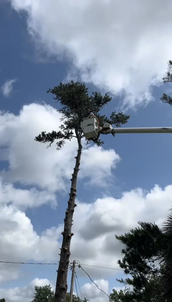 Reliable landscape design for year-round maintenance across Valdosta, GA - Roark’s Land Clearing and Restoration