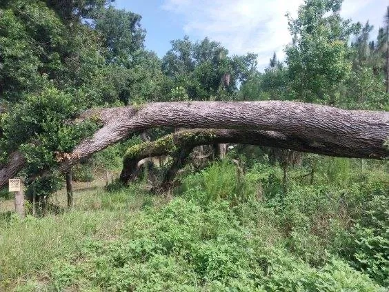 Trusted outdoor landscaping experts serving Valdosta, GA - Roark’s Land Clearing and Restoration