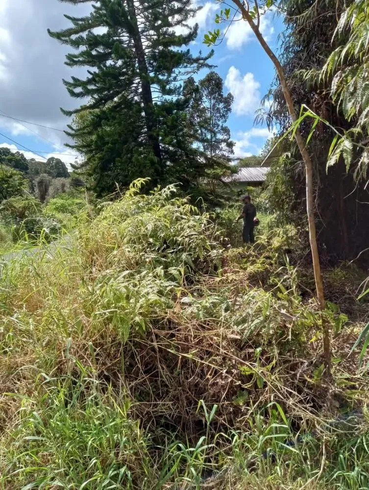 Top-rated yard maintenance for year-round maintenance in Kurtistown, HI by Rob & Sons