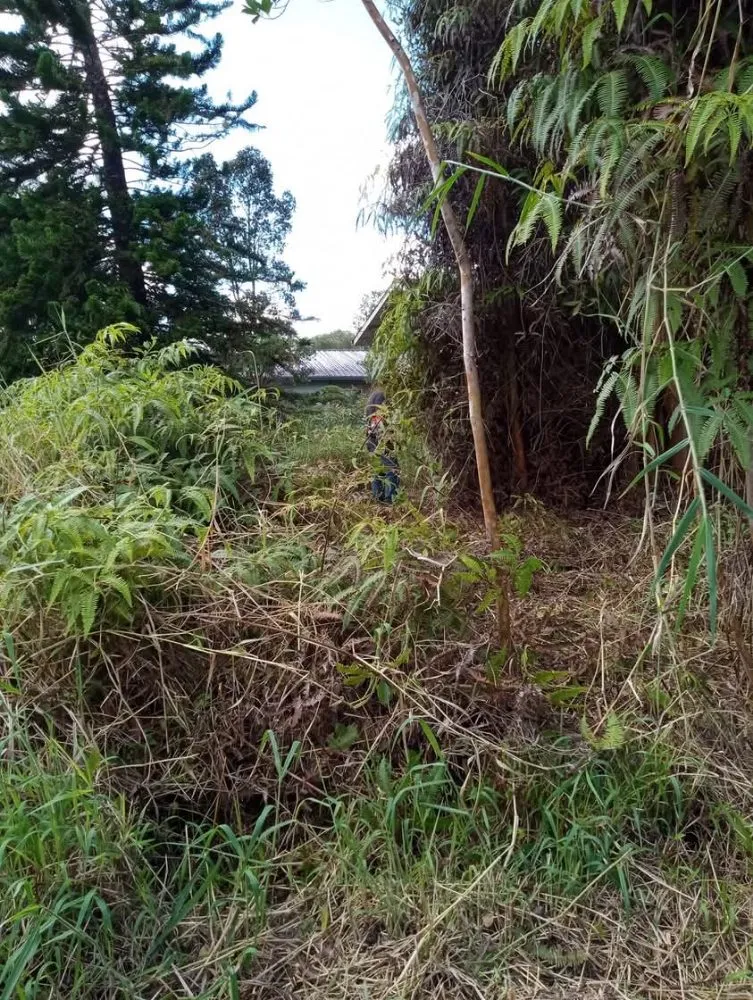 Custom lawn care service experts serving Kurtistown, HI - Rob & Sons