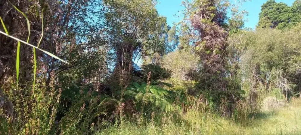 Top-rated lawn care service for year-round maintenance across Kurtistown, HI - Rob & Sons