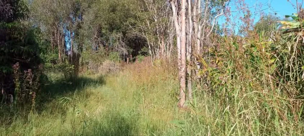 Trusted outdoor landscaping in Kurtistown, HI by Rob & Sons