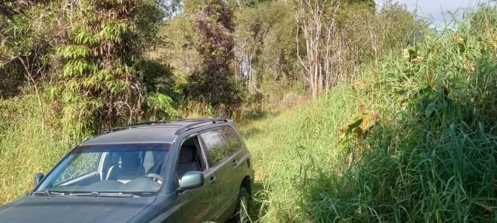 Professional yard cleanup service for year-round maintenance across Kurtistown, HI - Rob & Sons