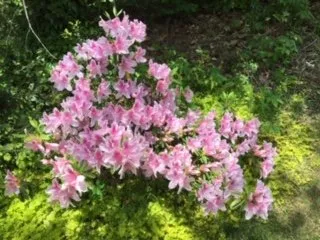 Top-rated landscape design for beautiful yards across Tiger, GA - Rob landscapes