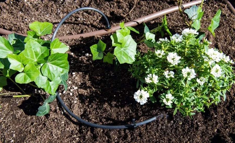 Reliable yard cleanup service for beautiful yards across Maple Lake, MN - Rob Smith Irrigation