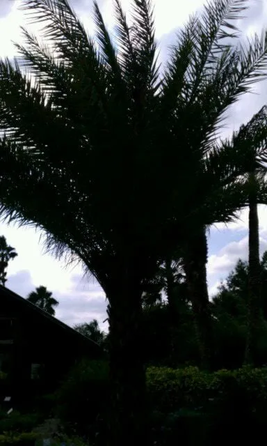 Custom landscaping services in Sebring, FL by Robbins Nursery