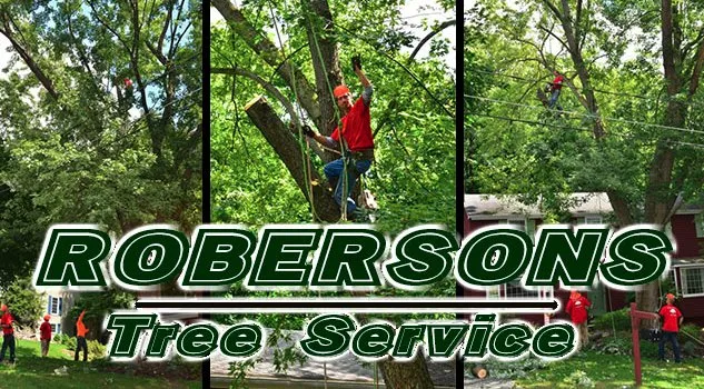 Local yard maintenance experts serving Fayetteville, NY - Roberson’s Tree Service