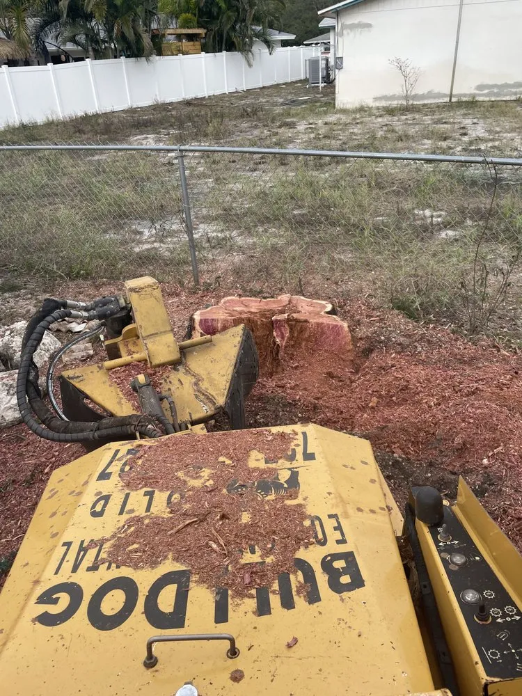 Trusted yard cleanup service experts serving Fayetteville, NY - Roberson’s Tree Service