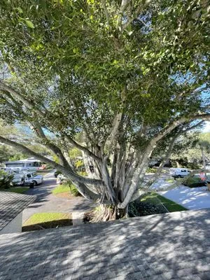 Roberson’s Tree Service