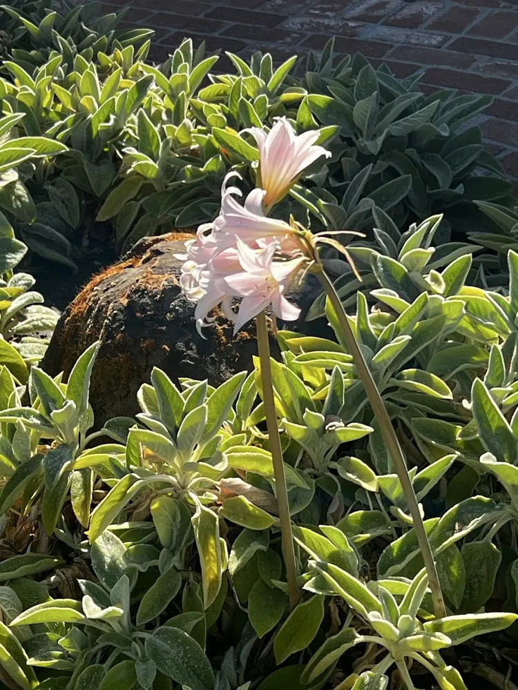 Affordable garden landscaping for outdoor upgrades across Vacaville, CA - Robert And Sons