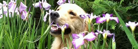 Local lawn care service with custom design across Closter, NJ - Robert Bradley Landscaping