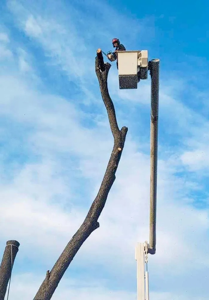 Reliable yard maintenance for beautiful yards in Milford, DE by Robert Burk Tree & Landscaping