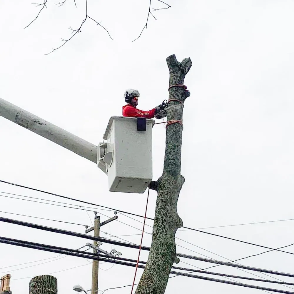 Reliable landscape installation in Milford, DE - Robert Burk Tree & Landscaping