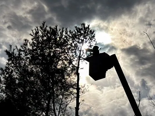 Robert Burk Tree & Landscaping