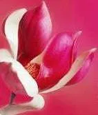 Affordable garden landscaping in Lake Zurich, IL by Robert C. Boyce, RLA