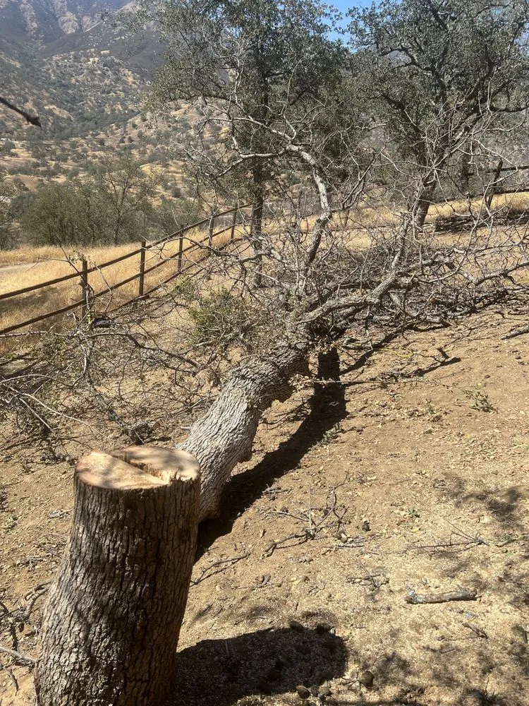 Trusted lawn care service in Three Rivers, CA by Robert Freas Tree Service