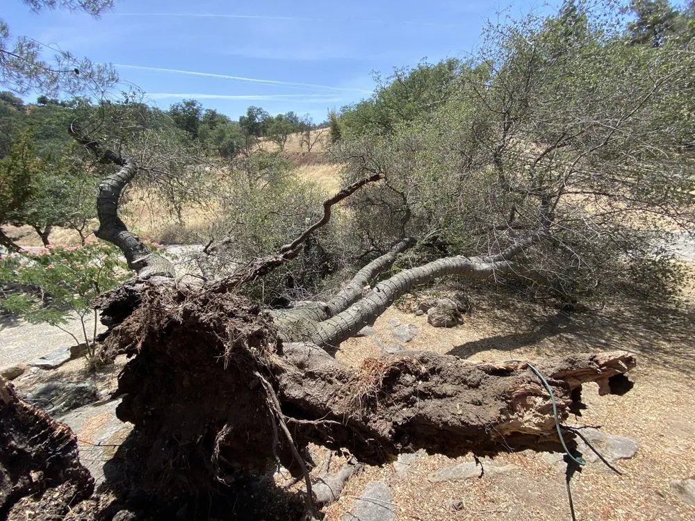 Reliable residential landscaping in Three Rivers, CA - Robert Freas Tree Service