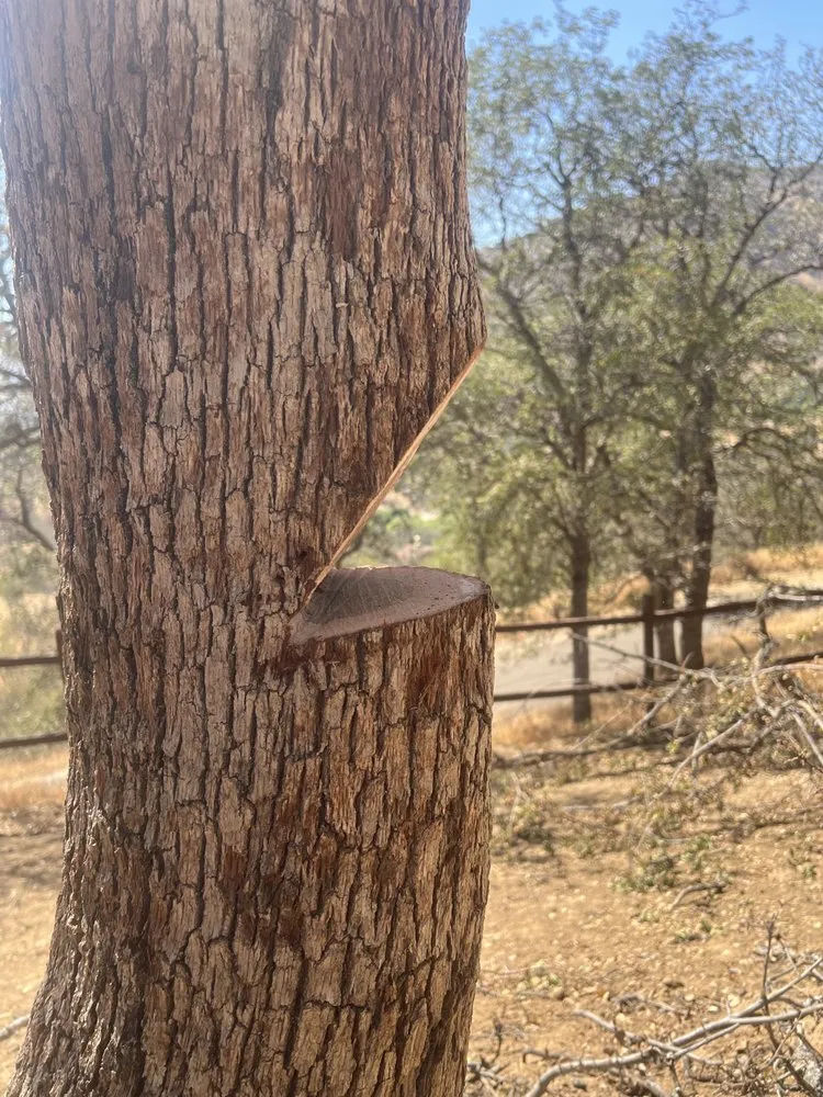 Trusted lawn care service in Three Rivers, CA by Robert Freas Tree Service