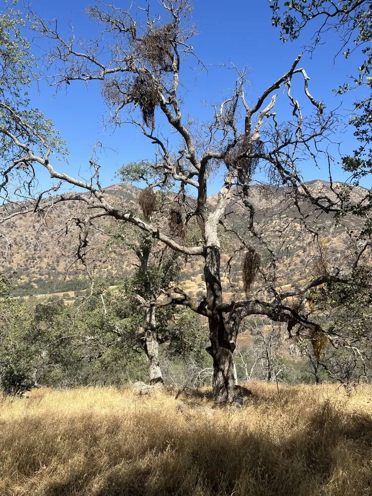 Custom yard maintenance experts serving Three Rivers, CA - Robert Freas Tree Service