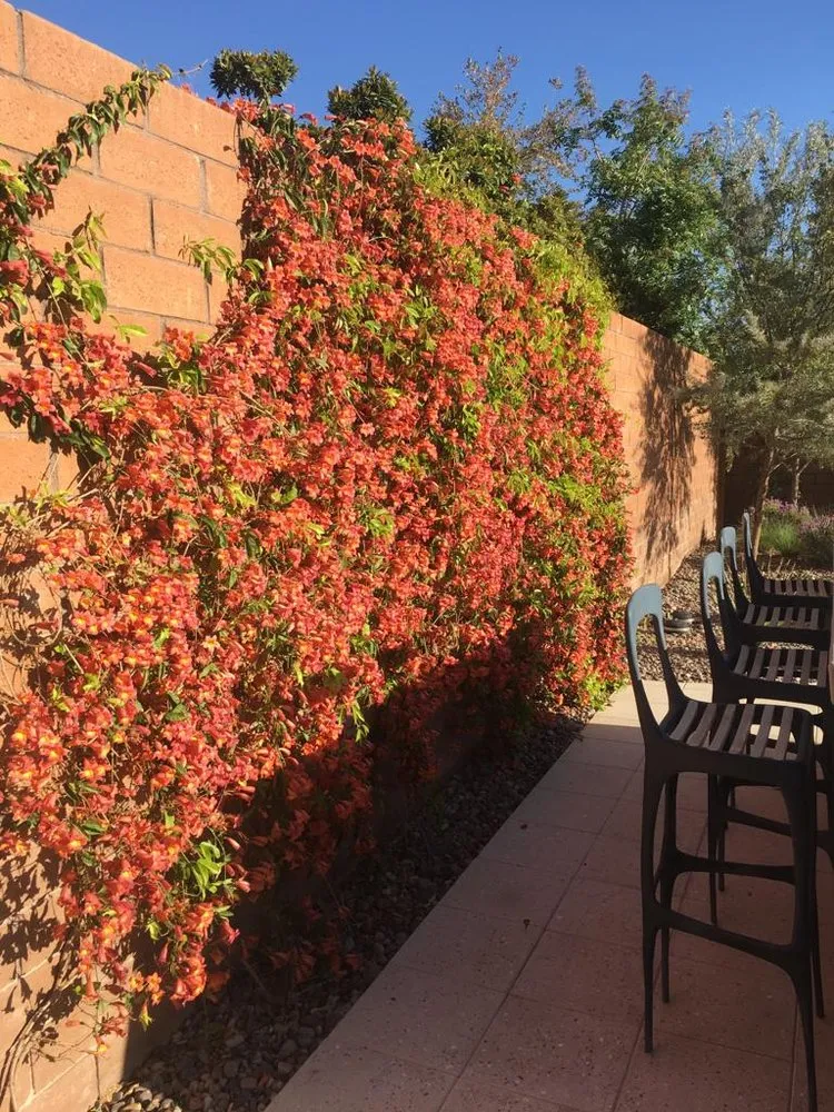 Expert yard maintenance near you across Las Vegas, NV - Robert Lawn Service