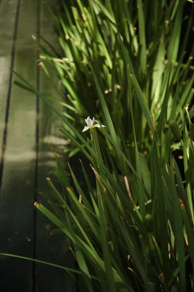 Local landscape design with custom design in Austin, TX by Robert Leeper Landscapes