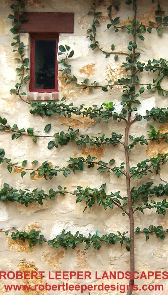 Trusted lawn care service in Austin, TX by Robert Leeper Landscapes