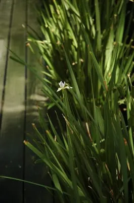 Robert Leeper Landscapes Logo