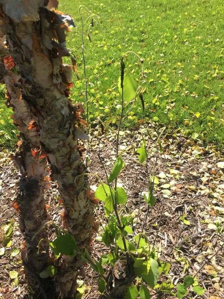 Affordable yard maintenance experts serving Wheeling, IL - Robert W Hendricksen Tree Care