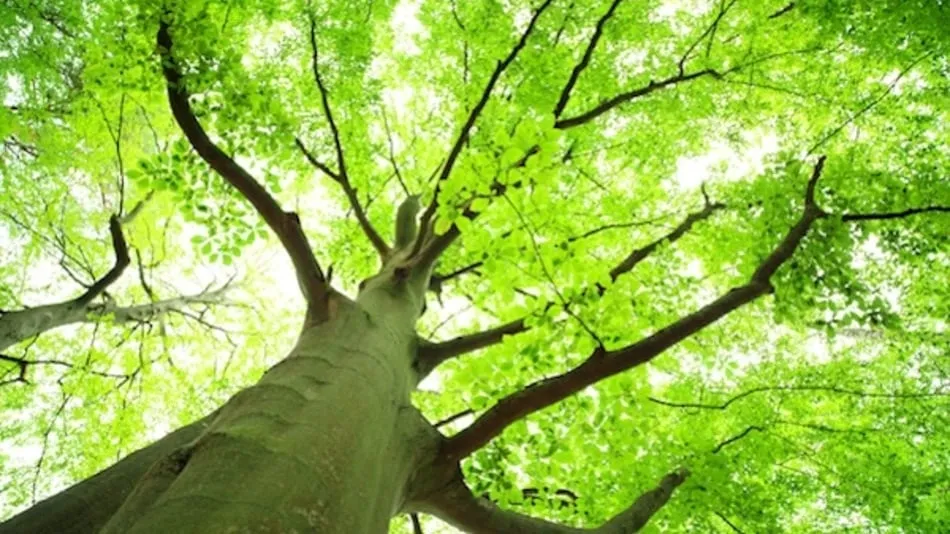 Top-rated landscape design with custom design across Wheeling, IL - Robert W Hendricksen Tree Care