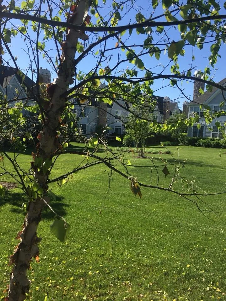 Affordable landscaping services experts serving Wheeling, IL - Robert W Hendricksen Tree Care