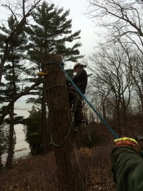 Trusted residential landscaping in Wheeling, IL - Robert W Hendricksen Tree Care