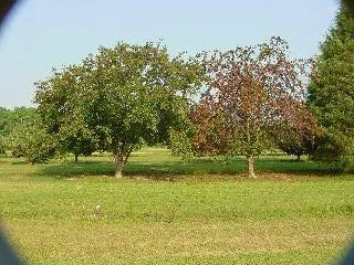 Expert outdoor landscaping experts serving Wheeling, IL - Robert W Hendricksen Tree Care