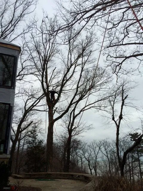 Reliable yard maintenance in Wheeling, IL by Robert W Hendricksen Tree Care