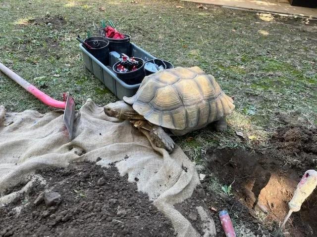 Custom landscaping services in Simi Valley, CA by Robert Walker Sprinkler Repair & Landscaping