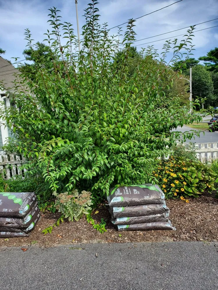 Top-rated residential landscaping experts serving Watertown, MA - Roberto Affordable Land & Tree Service