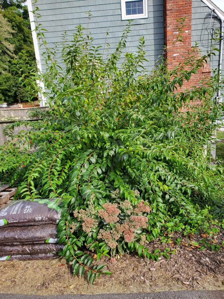 Expert garden landscaping near you in Watertown, MA by Roberto Affordable Land & Tree Service