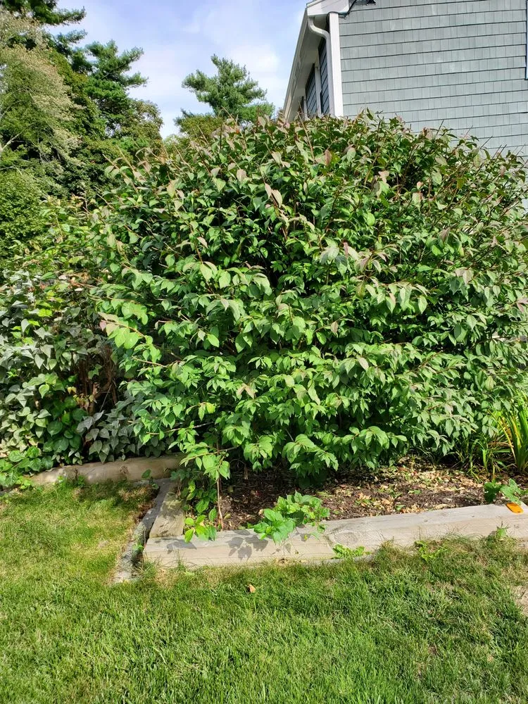 Local lawn care service in Watertown, MA - Roberto Affordable Land & Tree Service